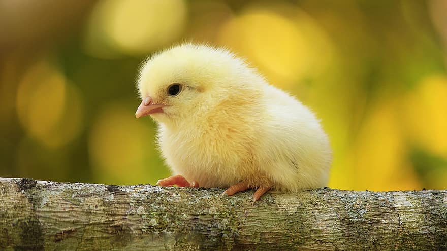 kylling, fugl, gul kylling, ung fugl, dyr, nuttet, næb, gul, gård, græs, fjer