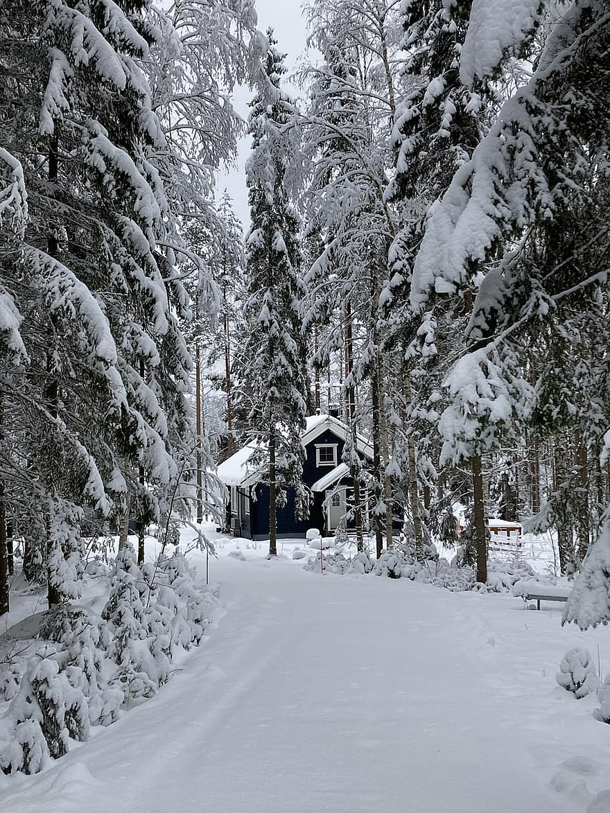tømmerhytte, hus, trær, snø, finland, vinter, skog, tre, årstid, frost, landskap