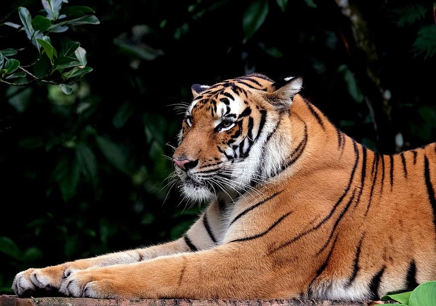 dyr, pattedyr, tiger, Benggala, vildt dyr, arter, fauna, bengal tiger, feline, undomesticated cat, dyr i naturen