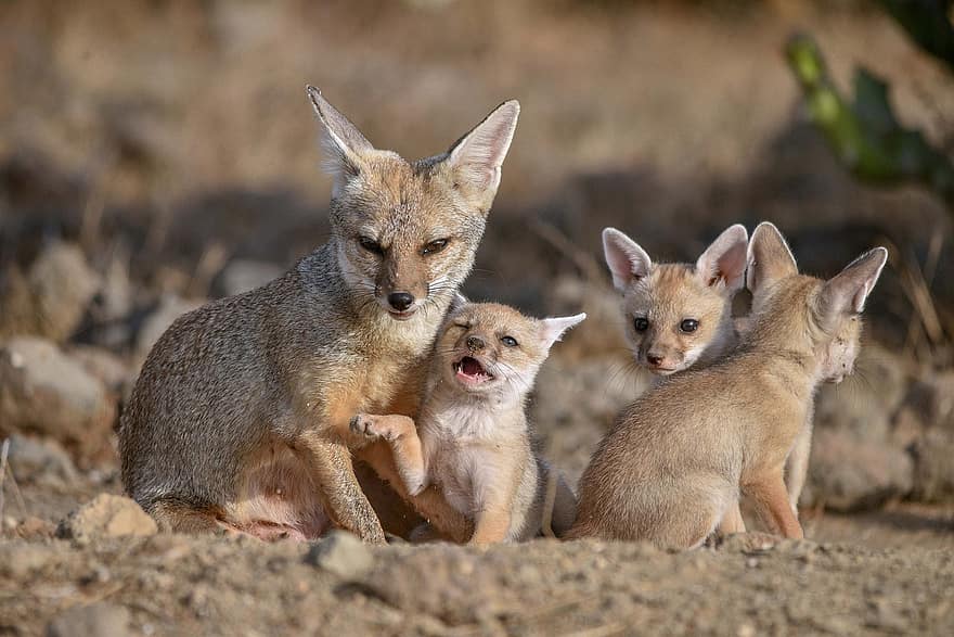 Foxes, Family, Babies, Kits, Pups, Child, Young, Love, Cute, Fru, Carnivores