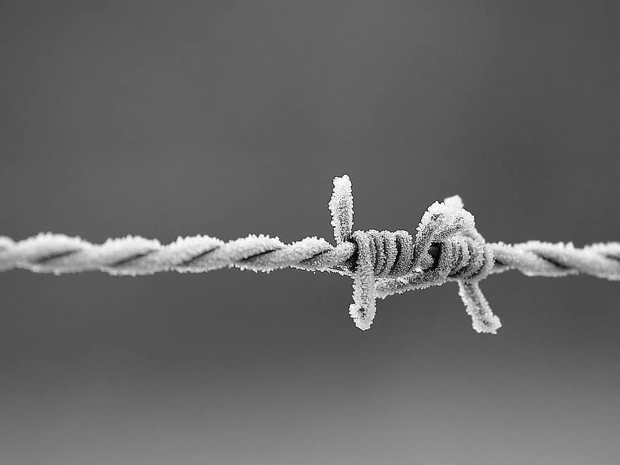 fil barbelé, la glace, hiver, gel, du froid, clôture, le fer, fil de fer, corde, fermer, macro
