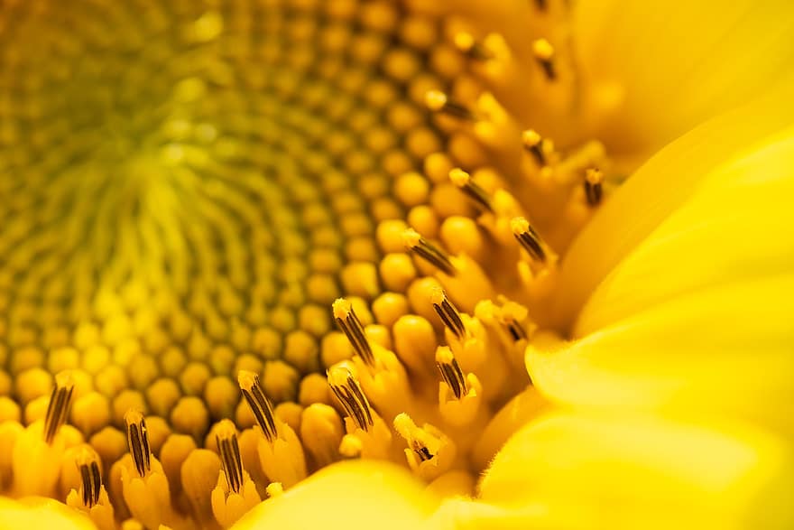 Sunflower, Flower, Florets, Ray Florets, Yellow Flower, Petals, Seeds, Bloom, Nature, Macro