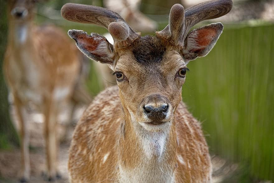 Fallow Deer, Deer, Roe Deer, Red Deer, Animal, Wildlife, Eye Contact, Close Up, Mammal, Fur, Zoo