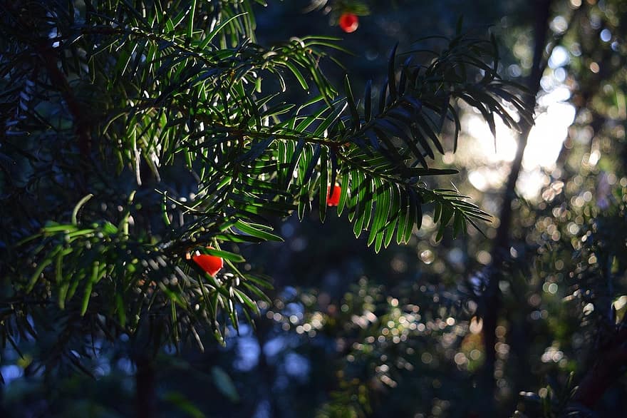 yew, needles, cones, green color, tree, leaf, close-up, plant, branch, summer, freshness