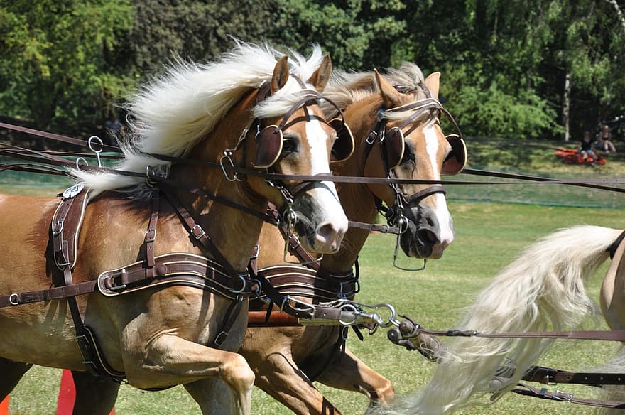 cavalos, treinador, carruagem puxada por cavalos, Haflingers