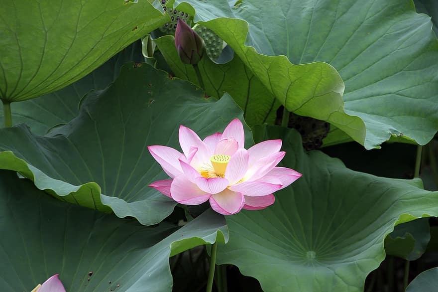 Lotus, Flower, Plant, Petals, Leaves, Water Lily, Bloom, Blossom, Aquatic Plant, Flora, Spring