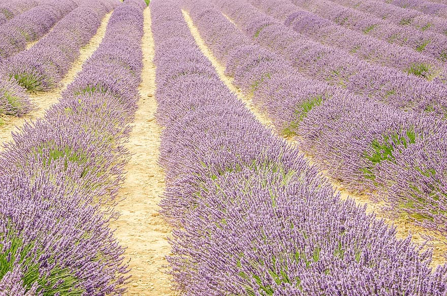 lavender, bunga-bunga, bidang, perkebunan, tanah pertanian, bidang lavender, bidang bunga, berkembang, mekar, pemandangan, pedesaan