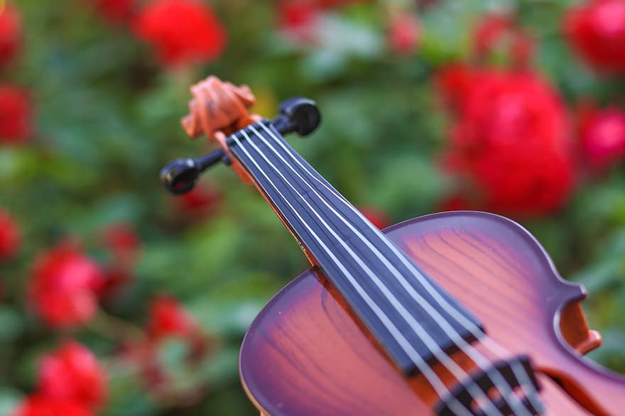fiolin, strenger, fele, musikk Instrument, stringed instrument, buet streng instrument, musikk, musikalsk, instrument, klassisk musikk, petals