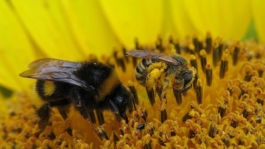 abeille, hummel, insecte, pollen, nectar, tournesol, fleur, plante, Floraison