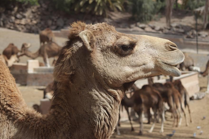 camello, animal, mamífero, agua, arabia, vacaciones, viaje, naturaleza, Sáhara, arena, verano
