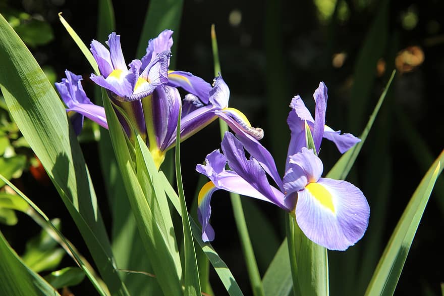 Blaue Lilien, blaue blumen, Blumen, blaue Blütenblätter, blühen, Flora, Natur, Pflanzen, blühende Plfanzen, Frühling, Nahansicht