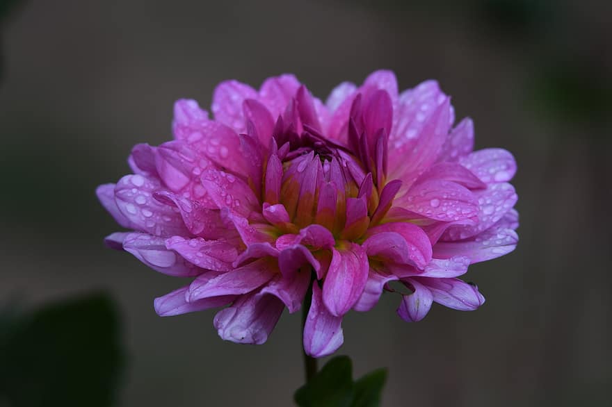 георгин, фиолетовый георгин, утренняя роса, мокрый, роса, капельки, цветок, фиолетовый цветок, цветение, цвести, лепестки
