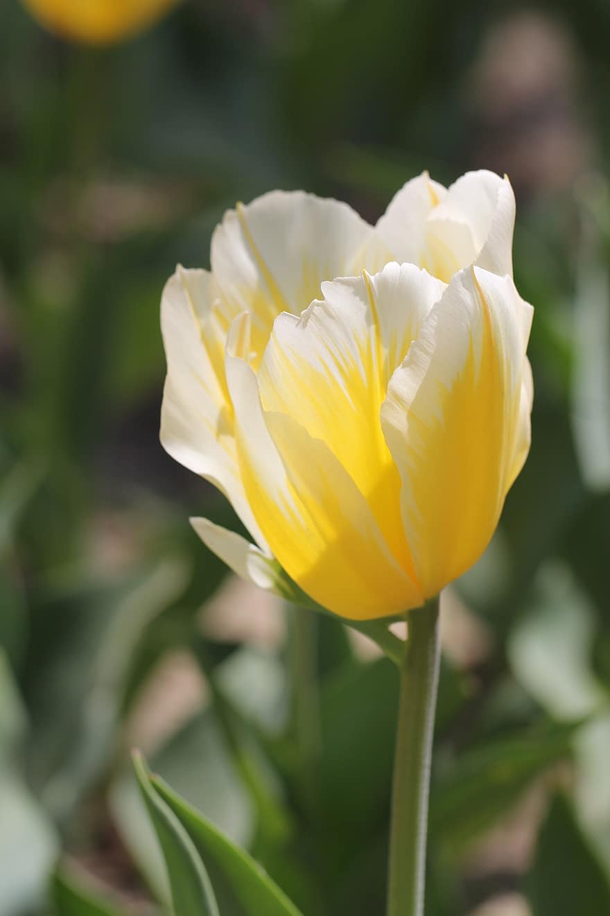 tulipa, tulipa groga, flor groga, jardí, primavera, flor, planta, groc, cap de flor, estiu, pètal