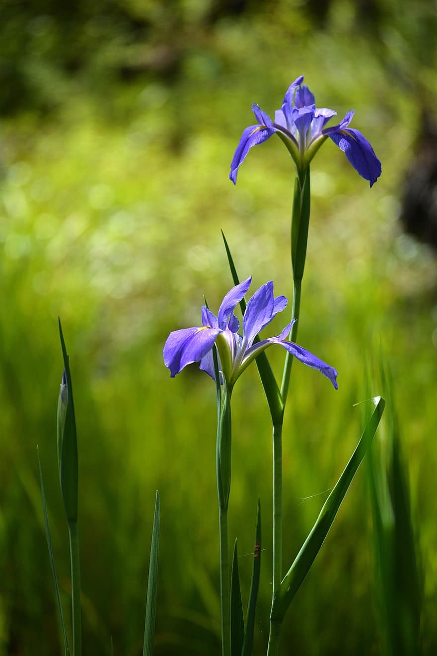 iris, Moerasbloemen, Louisiana Iris, paarse bloemen, fabriek, bloem, groene kleur, zomer, detailopname, blad, bloemblad
