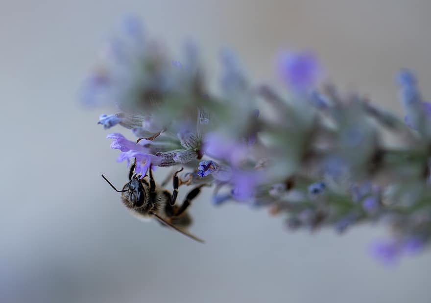 пчела, лаванда, Савойя, цветок, насекомое, сад, природа, Виолетта