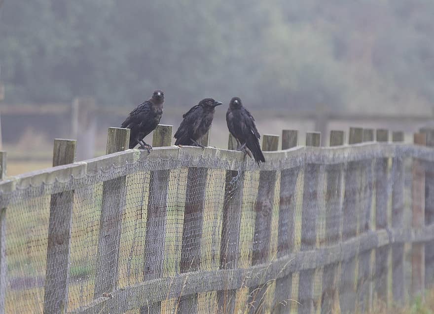 Corvos em uma cerca, coroa, corvids, pássaros pretos, empoleirado, agricultura, Fazenda, corvus, animais selvagens, passarinhos
