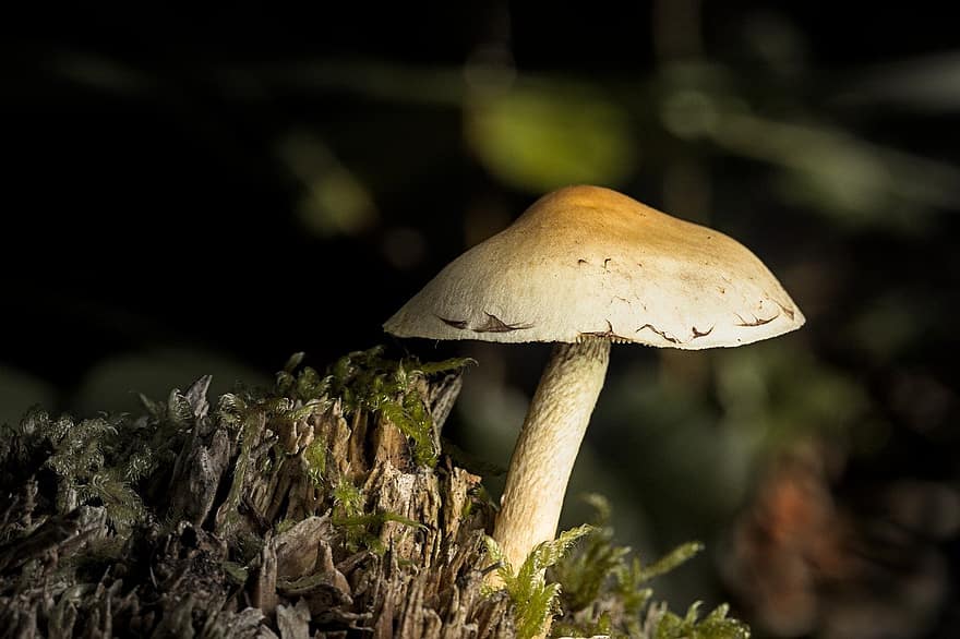 mushroom, plant, toadstool, close-up, fungus, forest, autumn, uncultivated, macro, growth, food