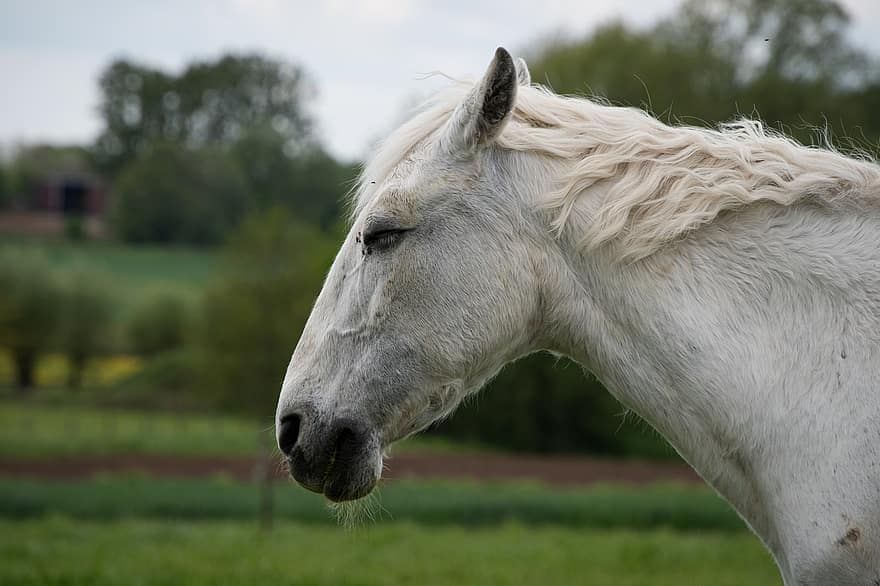 Horse, Animal, Stallion, Equine, Head, Equestrian, Farm, Farm Animal, White Horse, Farm Yard, Wildlife