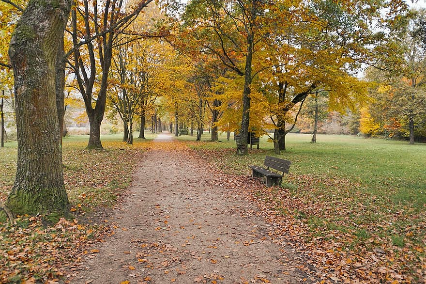 自然、パーク、秋、シーズン、ベンチ、木、屋外、パス、葉、黄、森林