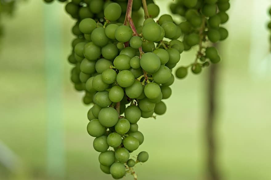 winogrona, Zielony, wiązka, wino, jedzenie, owoc, rolnictwo, liść, rosnąć, winorośl, świeży