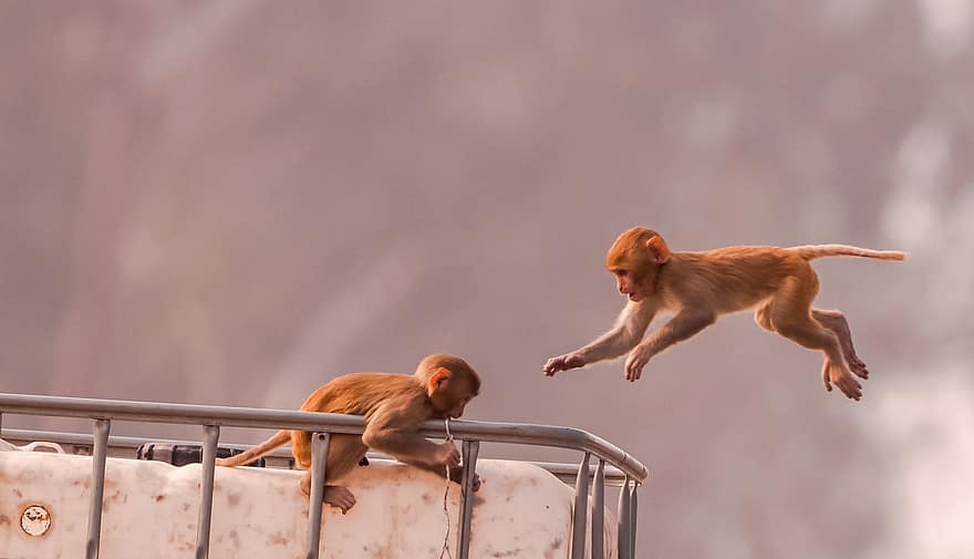 Monkeys, Young Monkeys, Playing, Animals, Mammals, Primates, Wildlife, Playful, Teamwork, Together, Outdoors