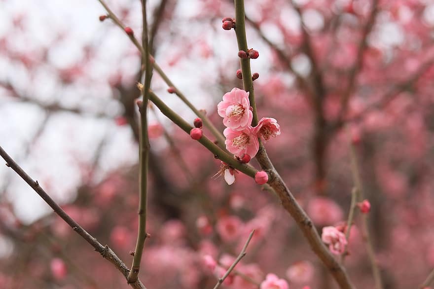 Cherry Blossom, Flowers, Branch, Pink Flowers, Bloom, Blossom, Tree, Nature