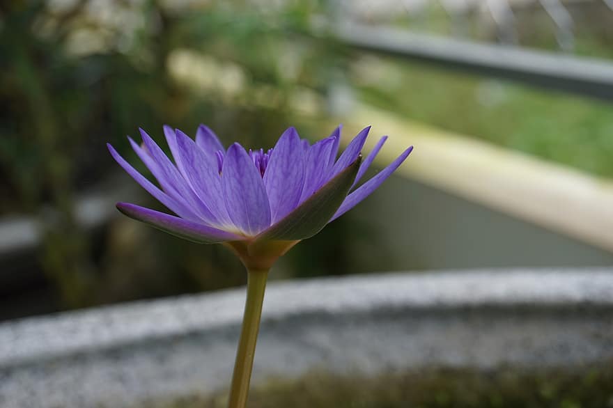 латаття, пурпурна квітка, лотос, квітка, природи