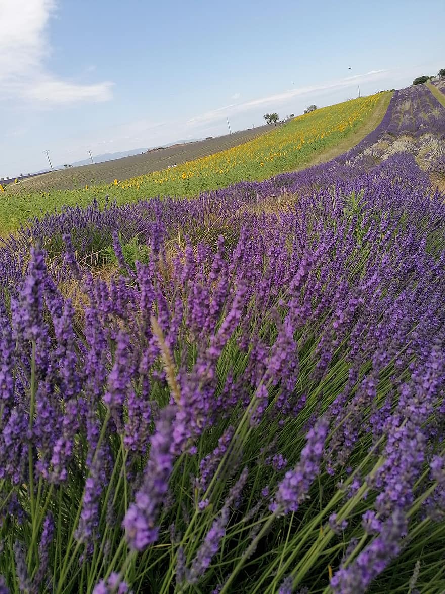 лаванда, лавандове поле, французький, пурпурна квітка, хороший запах, весело, сонячний, бджіл