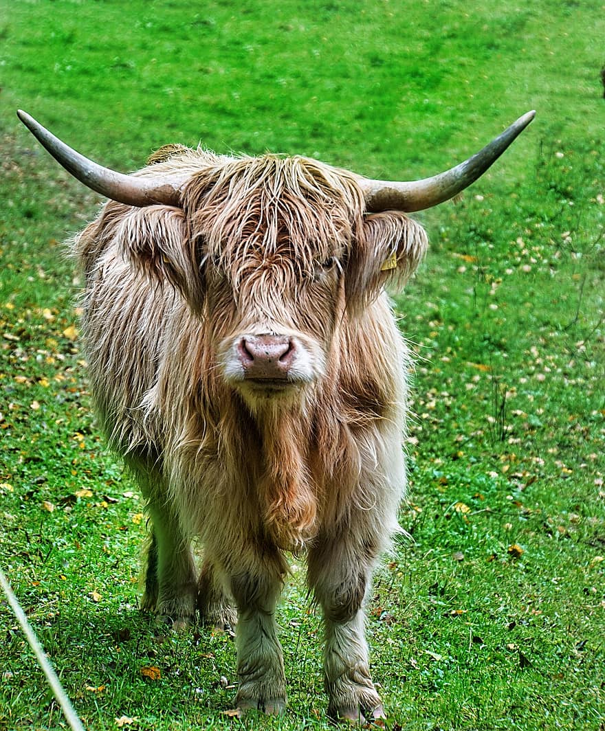 корова, крупный рогатый скот, ферма, млекопитающее, сельское хозяйство, выгон, природа, allgäu, луг, трава, домашний скот