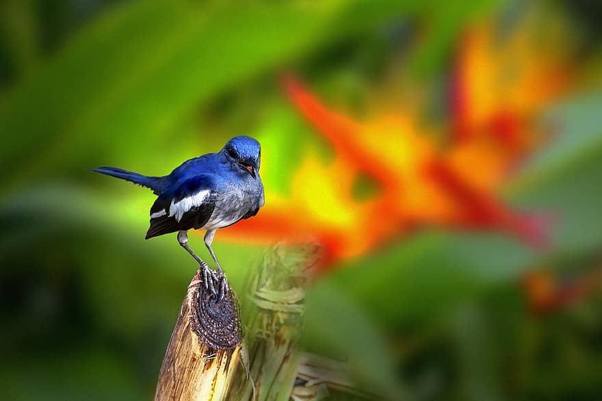 pássaro, passeriforme, empoleirado, pássaro empoleirado, penas, plumagem, ave, aviária, ornitologia, observação de pássaros, fauna