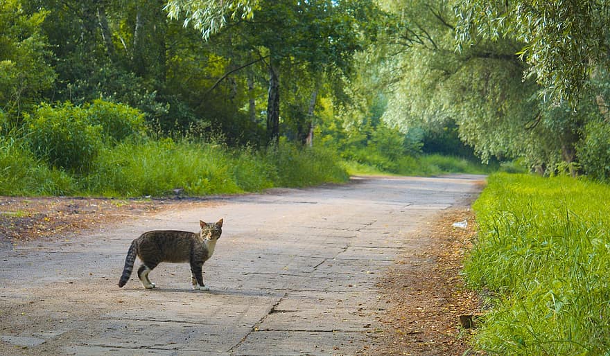 Nature, Animals, Cat, Way, The Path, Alley, Tree