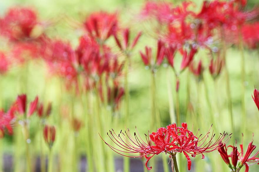 ลิลลี่แมงมุมสีแดง, Red Magic Lilies, ดอกไม้ Equinox, ดอกไม้สีแดง, ฤดูใบไม้ร่วง, ธรรมชาติ, พฤกษา, สวน