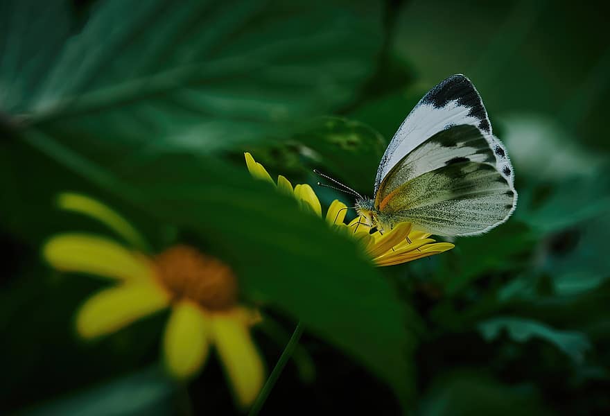 метелик, квітка, запилюють, запилення, комаха, крилате комаха, крила метелика, цвітіння, флора, фауна, природи