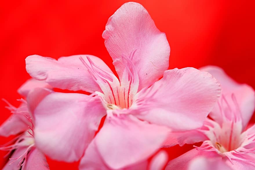 oleander, blommor, rosa blommor, kronblad, rosa kronblad, blomma, växter, flora, natur, närbild, växt