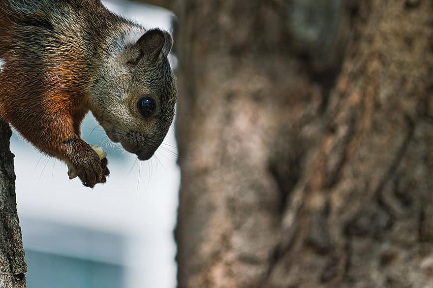 mókus, észak-amerikai mókus, rágcsáló, falatozás, fa, állat, természet