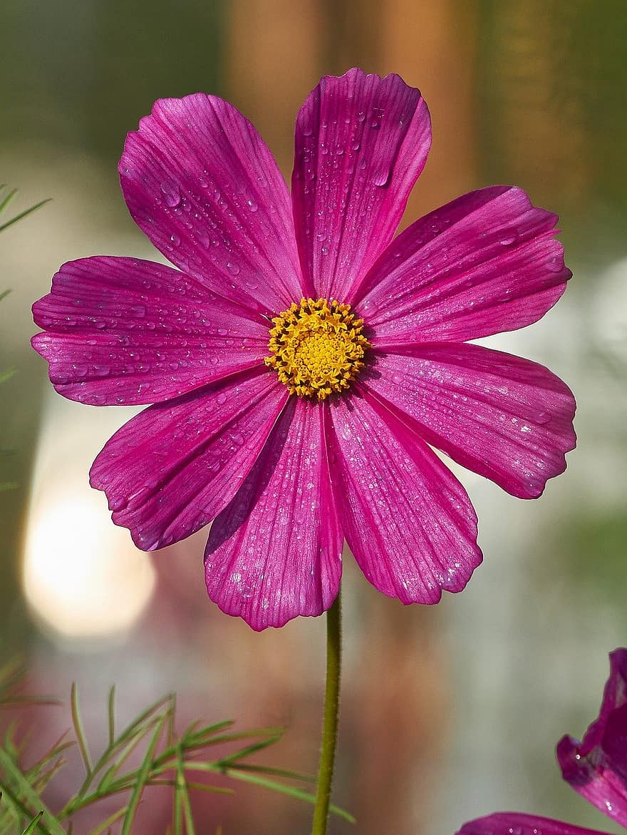 cosmos, pink flower, nature, flower, close-up, plant, summer, petal, beauty in nature, flower head, outdoors