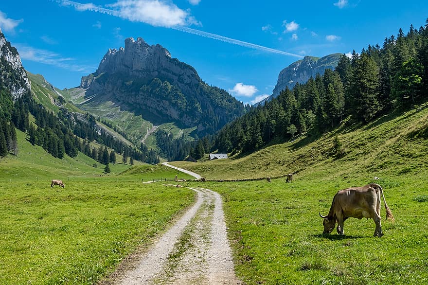Mountains, Alpine, Trail, Cows, Trees, Forest, Pasture Land, Meadow, Mountains Alpstrasse, Landscape, Nature