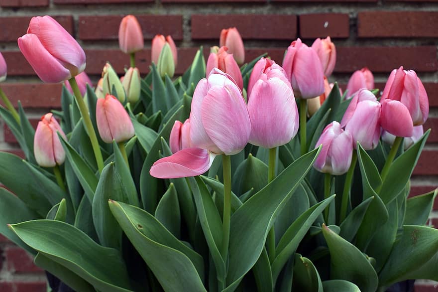 blomster, tulipaner, forår, natur, tæt på, flor, botanik, blomstre, vækst, kronblade, dekoration