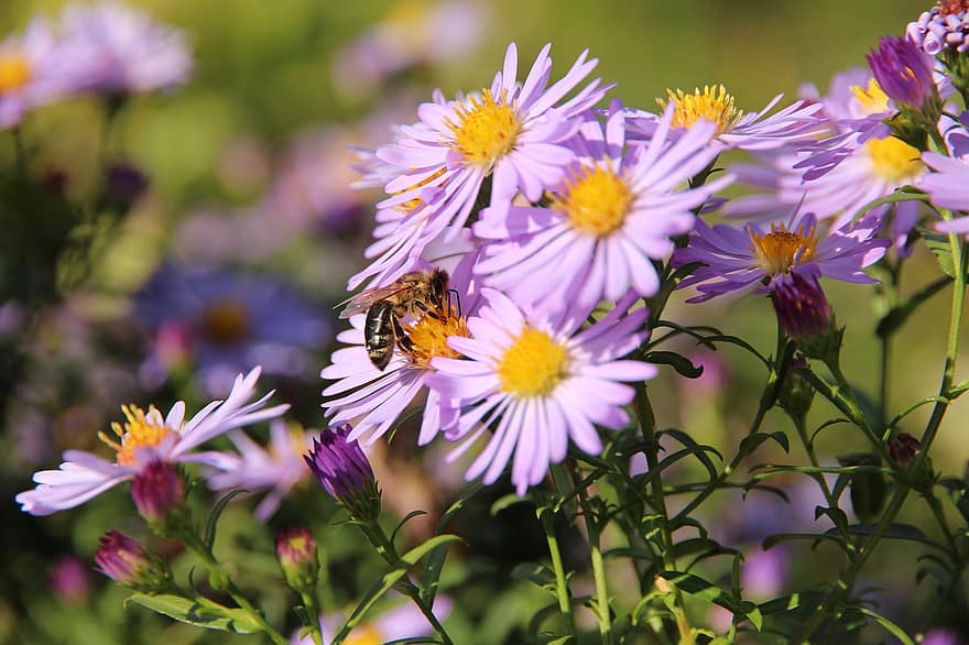 ดอกไม้, ผึ้ง, แอสตร้า, Astra novoblogika, santbrink, ปลูก, symphyotrichum novi-belgii, เบ่งบาน, แปลงดอกไม้, พฤกษา, มีสีสัน