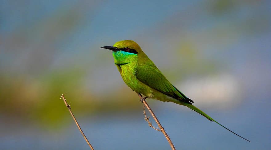 bee-eater, fugl, lille fugl, grøn fugl, fjer, fjerdragt, perched, perched fugl, ave, aviær, ornitologi
