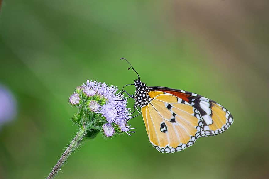 Motýl tygr mléčný, květiny, opylování, motýl, entomologie, zahrada, makro, zblízka, Příroda, hmyz, detail