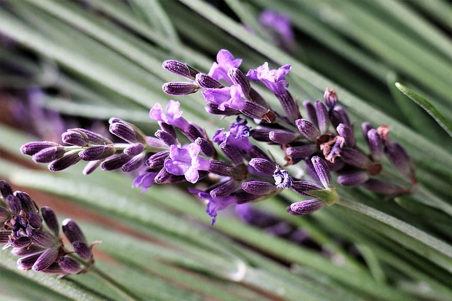 Lavender, Herbs, Flowers, Fragrant, Violet, The Smell Of, Plant, Aroma, Inflorescence, Figure, Green