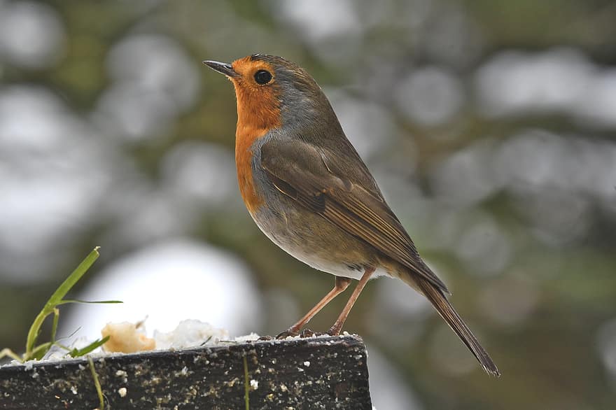 robin, burung, duduk, hewan, alam, bulu, bulu burung, paruh, salju, musim dingin, hutan