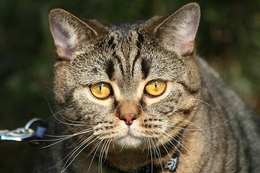 katt, brittisk shorthair, sällskapsdjur, kattdjur, husdjur, tamkatt, söt, morrhår, ser, närbild, kattunge