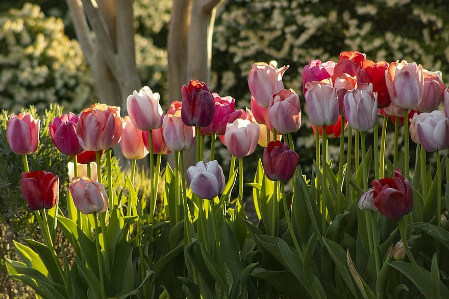 tulipes, flors, jardí, plantes, plantes amb flors, florir, flor, flora, floricultura, horticultura, botànica