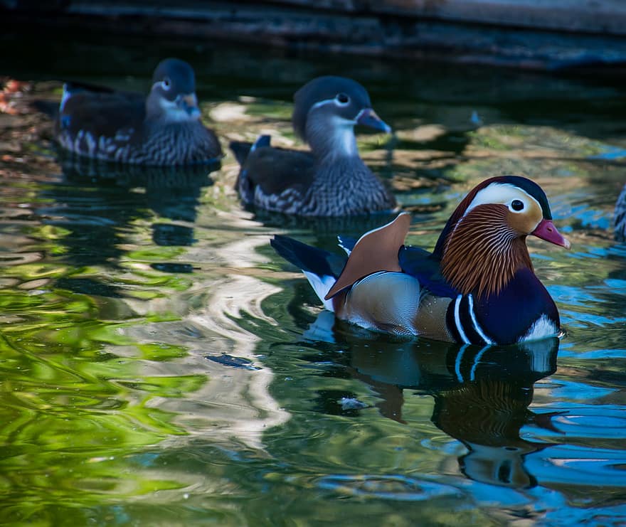 patos mandarim, patos, lagoa, passarinhos, aves aquáticas, pássaros aquáticos, animais, animais selvagens, plumagem, bico