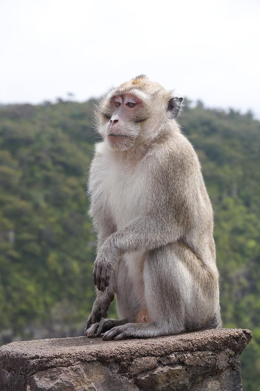 Monkey, Animal, Wild, Portrait, Primate, Mammal, Ape, Wildlife, Nature, Wilderness, Mauritius