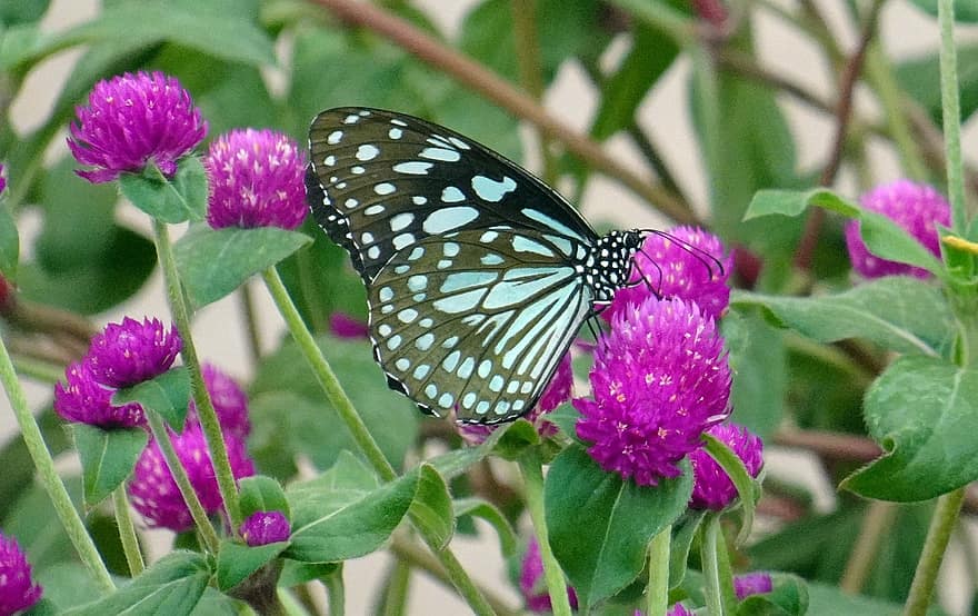 papillon, tirumala limniace, tigre bleu, Danaid, insecte, pied de brosse, grégaire, migratoire