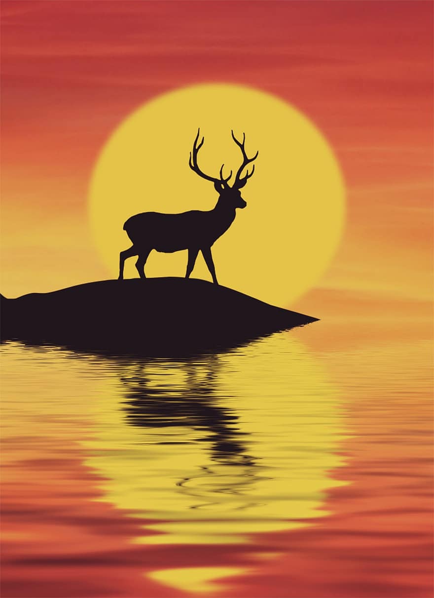 hjort, solnedgang, sol, illustration, dyr, afspejling, vand, tapet, baggrund