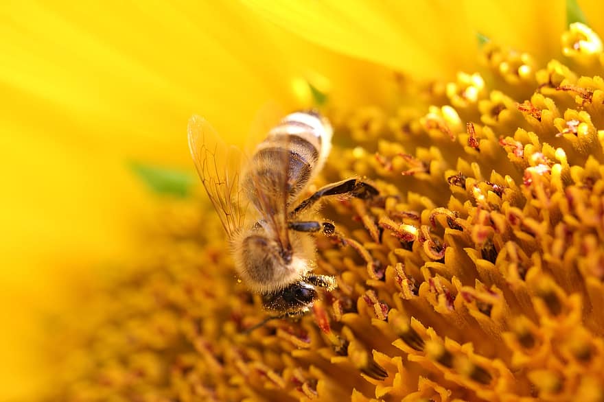 слънчоглед, пчела, наблизо, жълт, природа, цвят, разцвет, растение, насекомо
